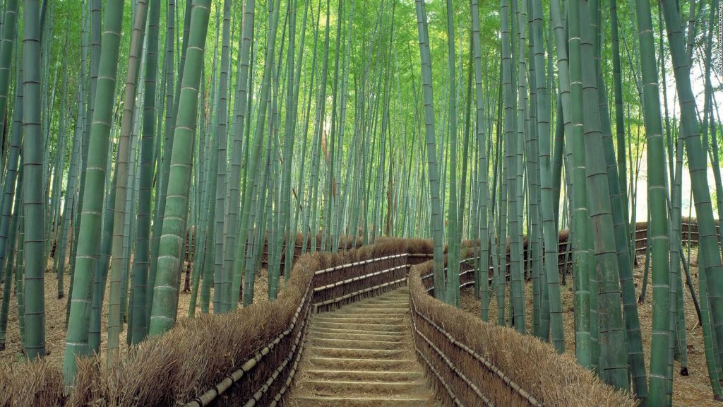 Rừng tre Arashiyama